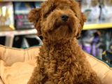 GERÇEK BİR TOY POODLE ERKEK 6 AYLIK