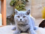 Yuvarlak Kafa Gri British Shorthair