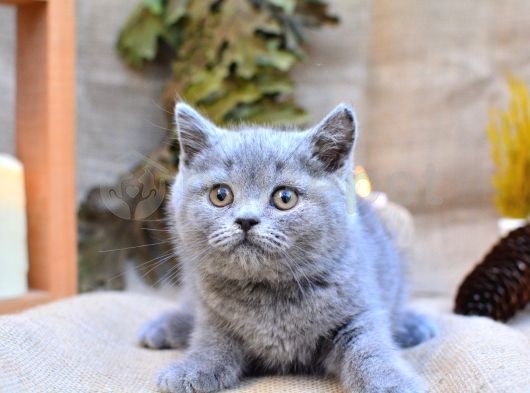 Yuvarlak Kafa Gri British Shorthair