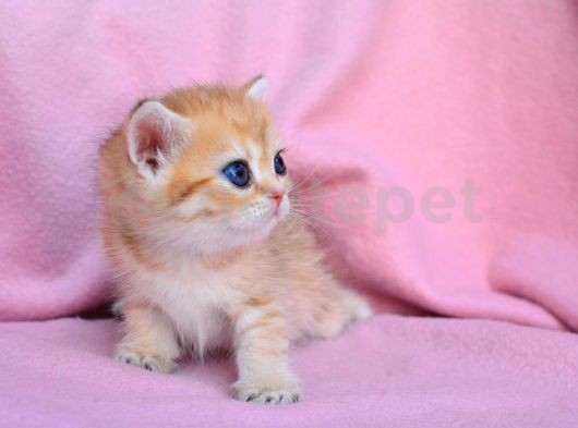 Şahane Gold Rengi Ny11 British Shorthair