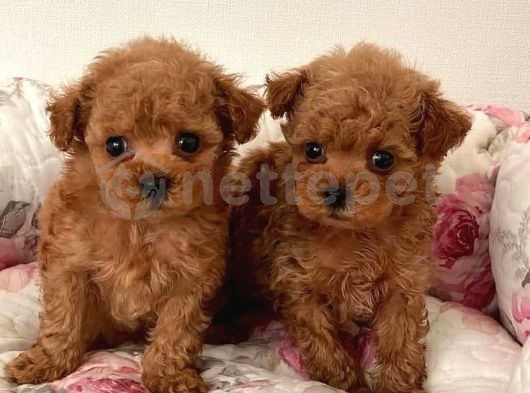 Mini Boy Puppy Kıpkırmızı Ev Üretimi  Tooy Poodle 