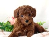 Mini boy puppy kıpkırmızı ev üretimi  TOOY POODLE 