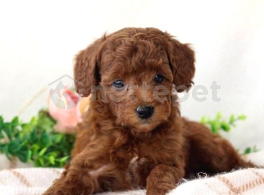 Mini Boy Puppy Kıpkırmızı Ev Üretimi  Tooy Poodle 