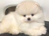 Pomerrian boo mini puppy boy 