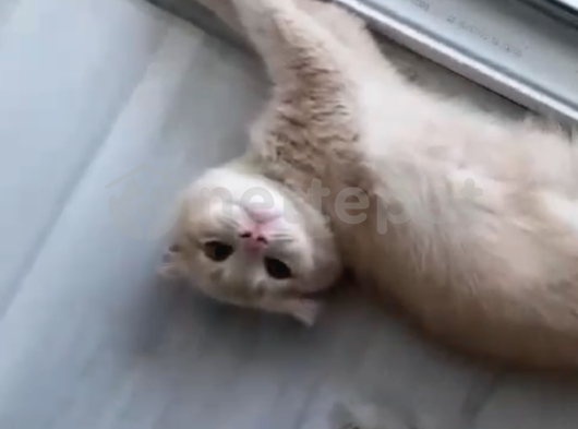 Tatlı Zeki Güzel Scottish Fold Yavru 2.5 Aylık Aydın Ve Çevre İller