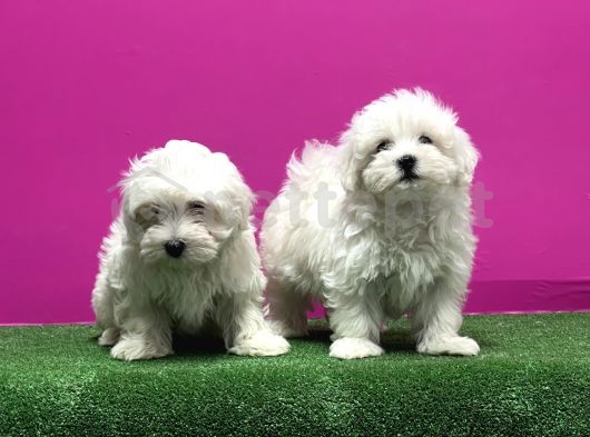 Irk Ve Sağlık Güvencesiyle Maltese Terrier Yavru 