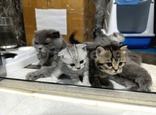 30 Günlük Yavru Kedi Scottish Fold 