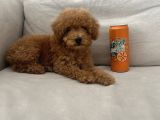 2 Aylık Toy Poodle Dişi ve Erkek Yavru