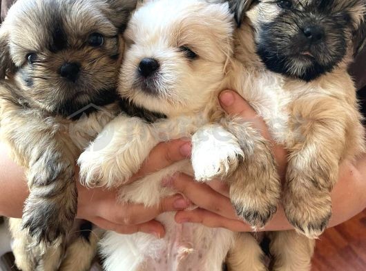 Bursa Shihtzu A Kalite Bireysel İlan Üretim Yavrulardan Değildir