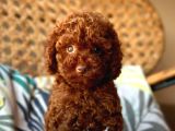 KORE KAN MİNİ BOY TOY POODLE BEBEKLER