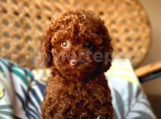 Kore Kan Mini Boy Toy Poodle Bebekler