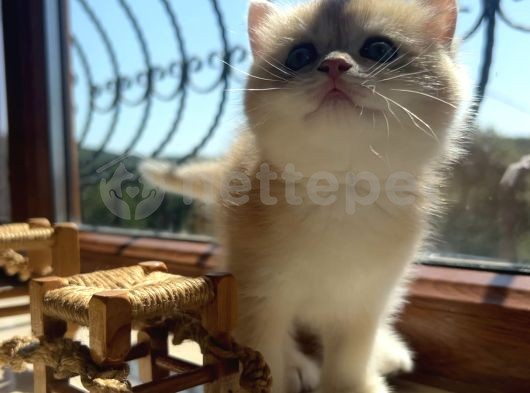 Saf Kan Şecereli Golden British Shorthair Yavrular