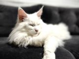 SAFKAN, ANNE VE BABASI ŞECERELİ DİŞİ MAINE COON