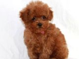 Mini boy puppy kıpkırmızı ev üretimi  TOOY POODLE 