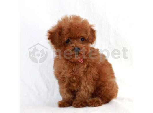 Mini Boy Puppy Kıpkırmızı Ev Üretimi  Tooy Poodle 