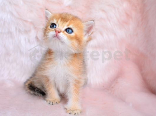 Altın Sarısı Golden Ny11 British Shorthair