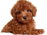 Mini boy puppy kıpkırmızı ev üretimi  TOOY POODLE 