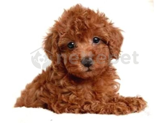 Mini Boy Puppy Kıpkırmızı Ev Üretimi  Tooy Poodle 