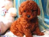 Mini boy puppy kıpkırmızı ev üretimi  TOOY POODLE 