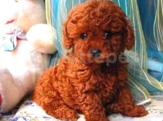 Mini Boy Puppy Kıpkırmızı Ev Üretimi  Tooy Poodle 