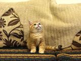 british shorthair gold 2,5 aylık 