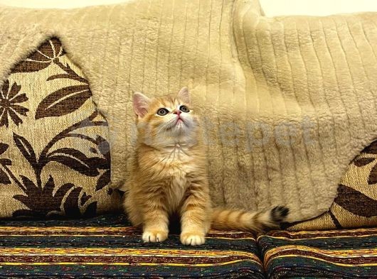 British Shorthair Gold 2,5 Aylık 