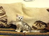 british shorthair silver 2,5 aylık 