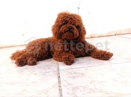 Mini Boy Puppy Kıpkırmızı Ev Üretimi  Tooy Poodle 