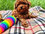 ORJİNAL TOY POODLE RED BROWN