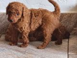 TOY POODLE SAF RED BROWN ORJİNAL