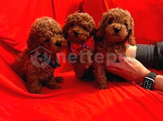 Mini Boy Puppy Kıpkırmızı Ev Üretimi  Tooy Poodle 