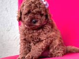 Tooy poodle cinsi yavrular DİŞİ erkek mevcuttur 