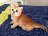 British Shorthair Golden Dişi ve Erkek Yavrular 