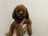 A KALİTE POODLE BEBEKLERİMİZ