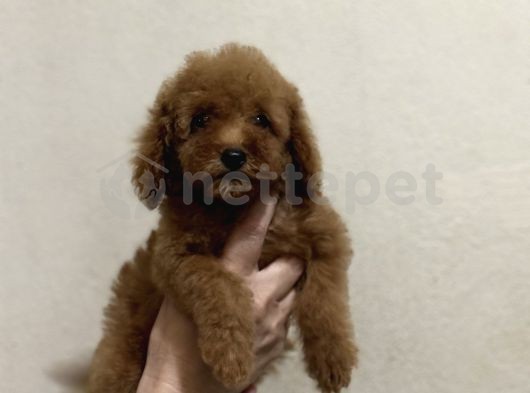 A Kalite Poodle Bebeklerimiz