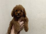 MUHTEŞEM KALİTE POODLE BEBEKLERİMİZ A KALİTE