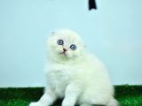 Bem Beyaz NS 11 33 Scottish Fold