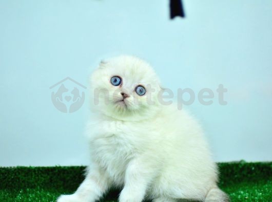 Bem Beyaz Ns 11 33 Scottish Fold