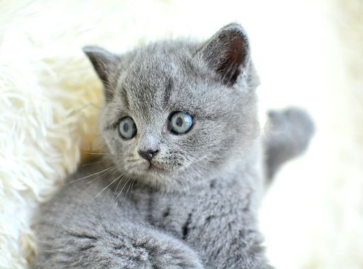 Muhteşem Yüz Hattına Sahip Gri British Shorthair