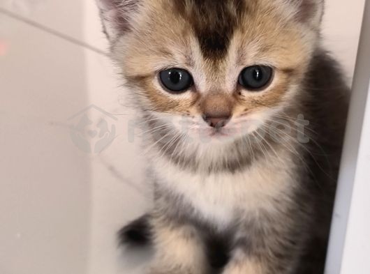 British Shorthair Yavrularımız