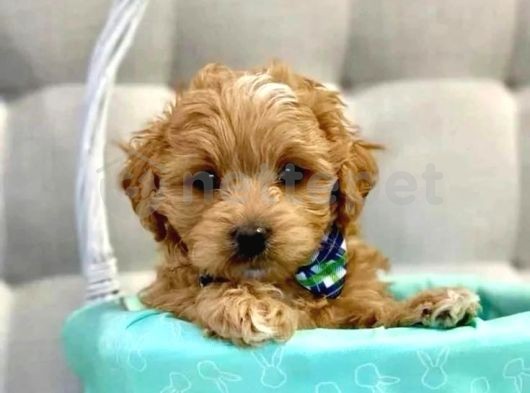 Mini Boy Puppy Kıpkırmızı Ev Üretimi  Tooy Poodle 