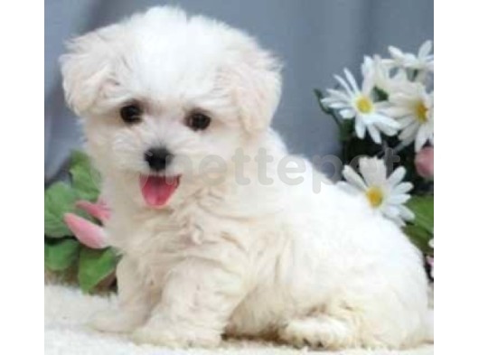 Maltesse Terrier Mini Puppy Boy Yavrular 