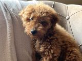 Toy poodle 3 aylık dişi eğitimli