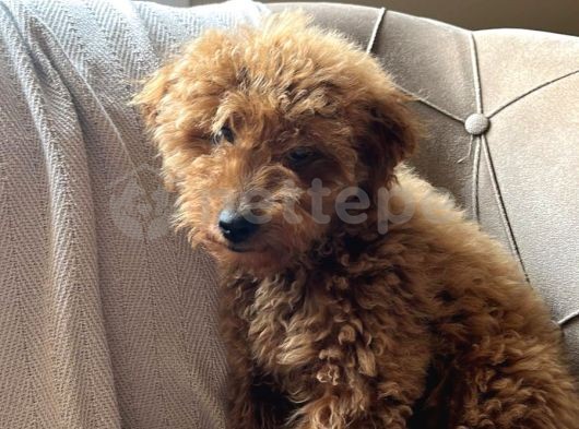 Toy Poodle 3 Aylık Dişi Eğitimli