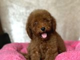 TOY POODLE YAVRULARIMIZ MUHTEŞEM KALİTE