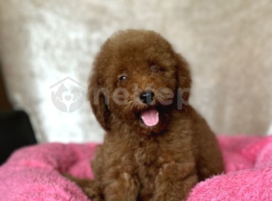 Toy Poodle Yavrularımız Muhteşem Kalite