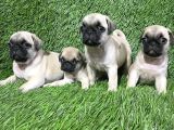 PUG MOPS HARİKA BEBİŞLER