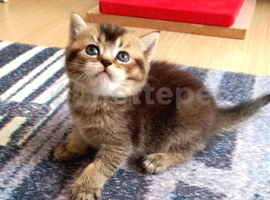 Mükemmel Kalite British Shorthair Golden Yavrular 