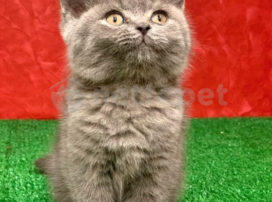 Bebek Yüzlü Orjinal British Shorthair Dişi Ve Erkek Yavrular