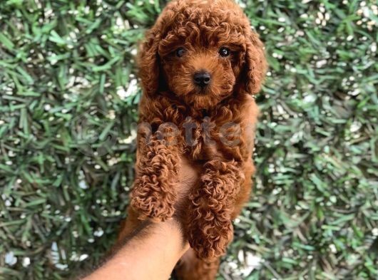 Kore Red Brown Toy Poodle Yavrularımız